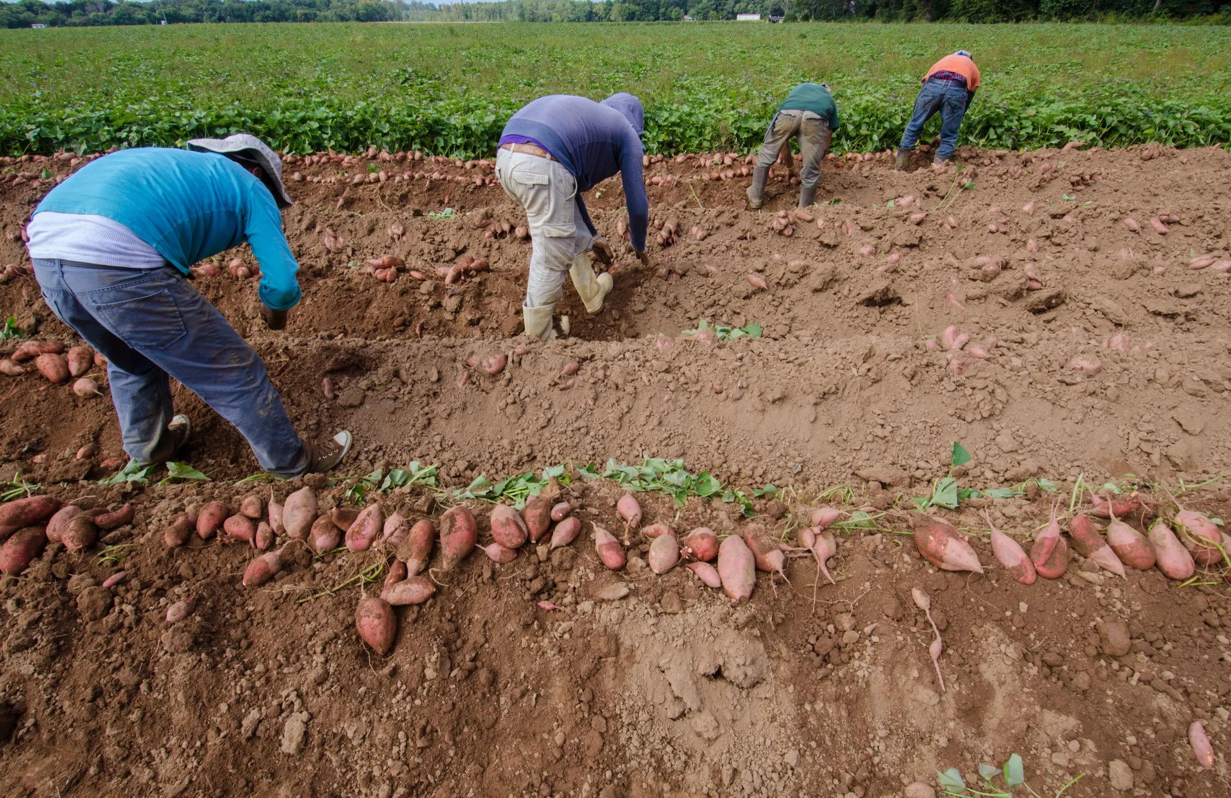 Freshly lifted sweet potatoes lying in the field rows as the harvest crew works up the slope