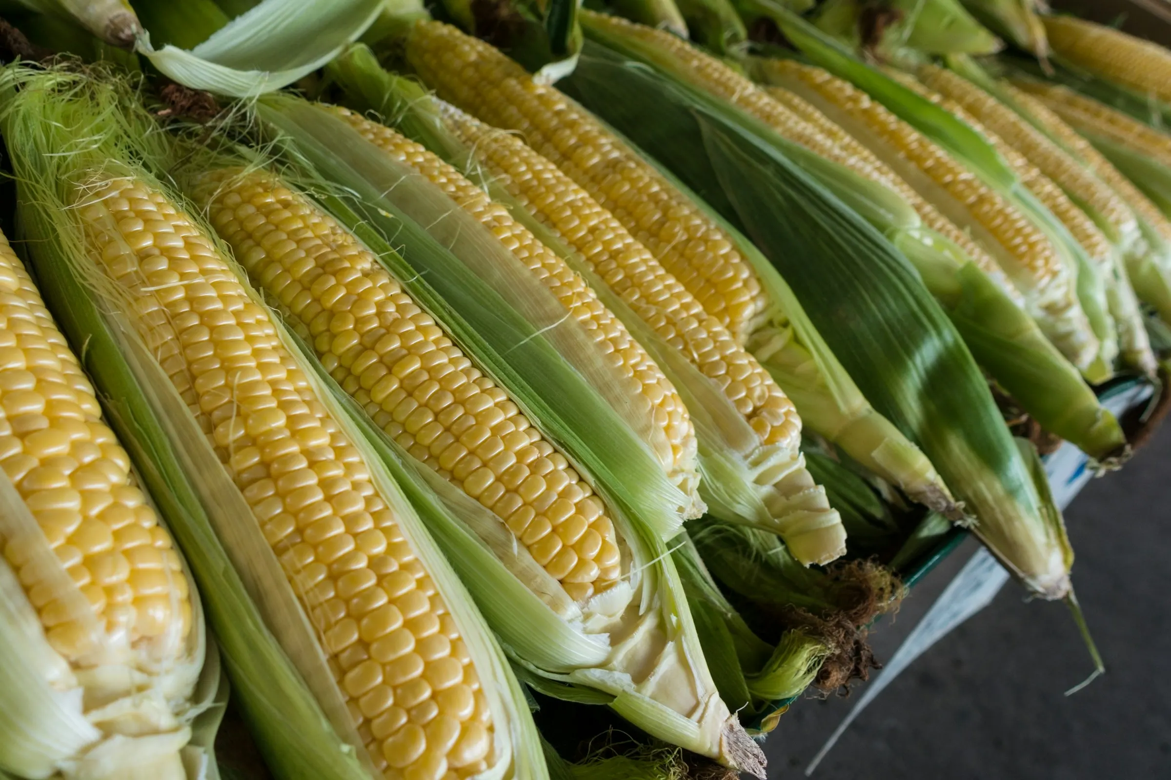 Rows of maize cobs, husks pulled back