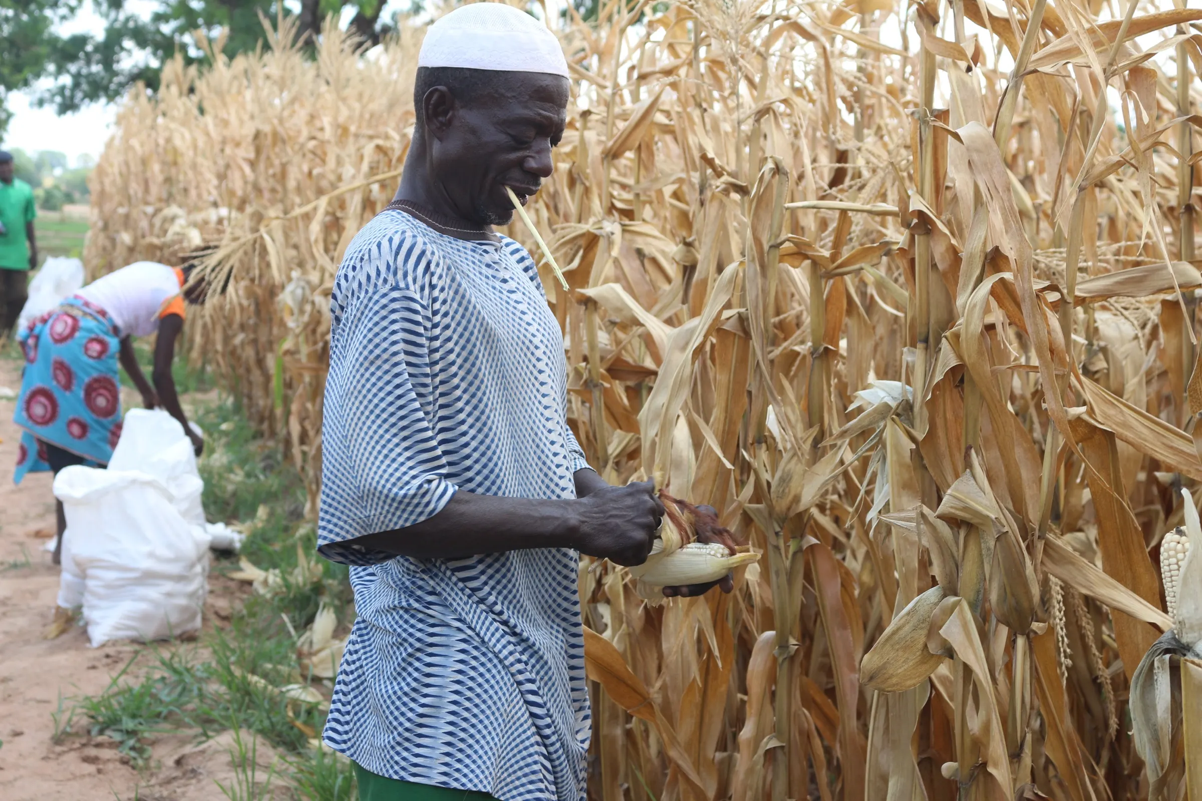 A farmer picking maize by hand at harvest, sacks of cobs waiting on the ground